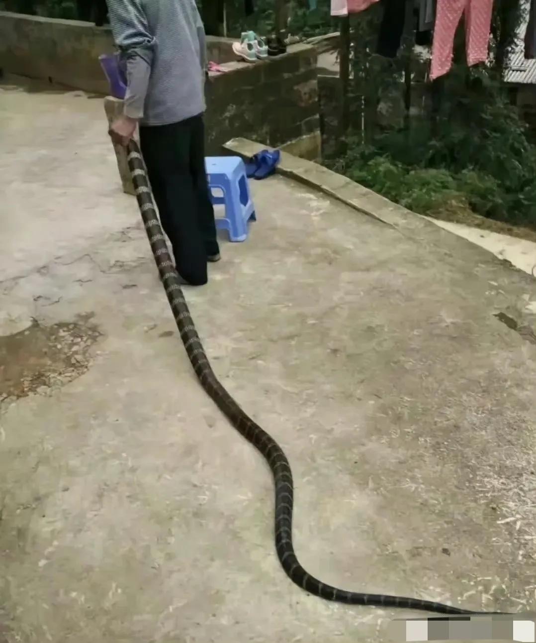 南方的甘蔗又细又长