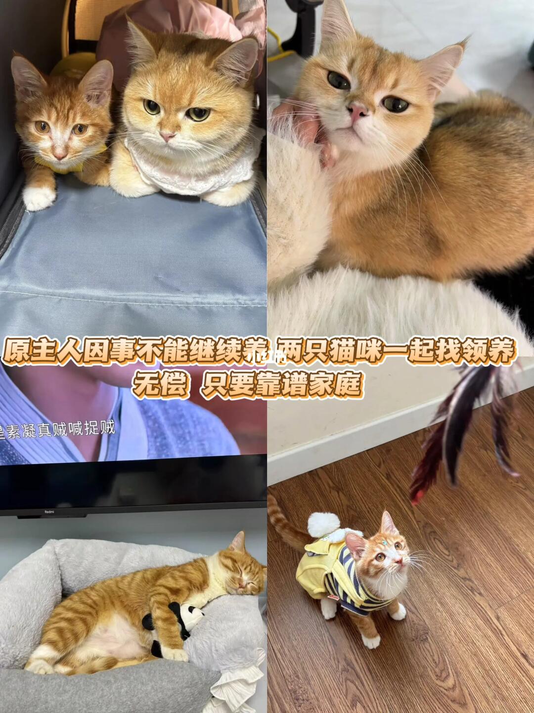 养不了了 谁要拿走 不然就丢出去
