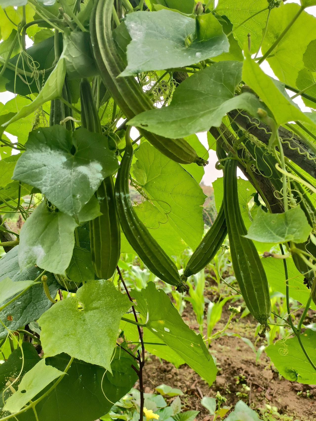 农村才是向往的生活，瓜果蔬菜自己种，好快又得收成了我的农村生活自家种植 种草计划