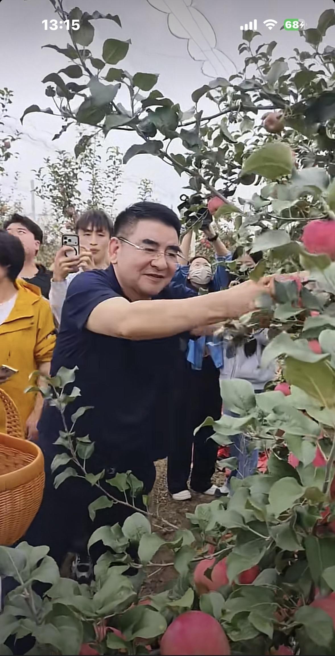 刷到标哥去旬邑摘苹果的视频，我高兴的直接从沙发上弹起来了。
我们老家旬邑的苹果我