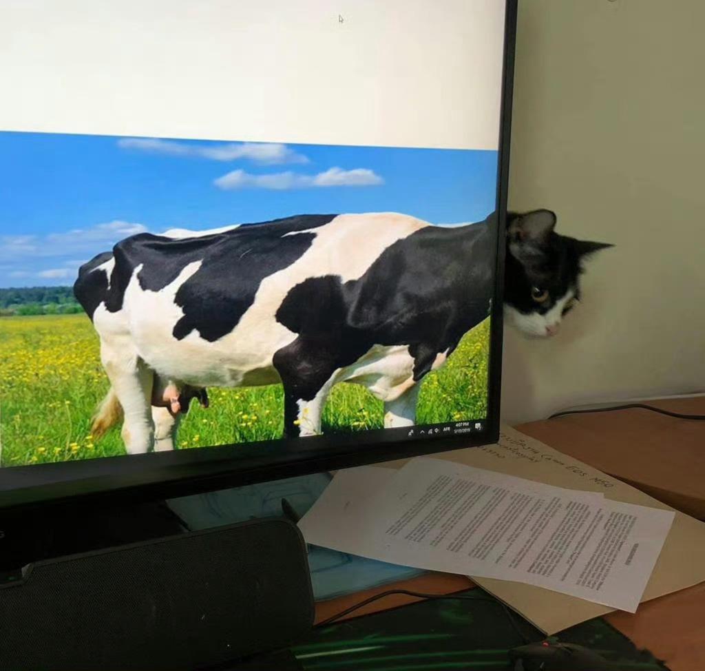 发现两只猫胃口很差，喂什么都不感兴趣，赶紧 AI 拿起来问半天… 然后小林妈妈路