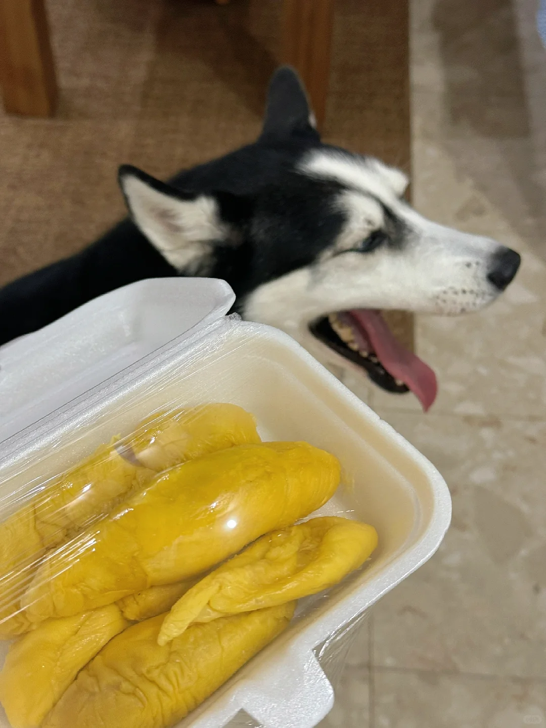 🇸🇬 福妞唯一不会和我抢的东西✌️