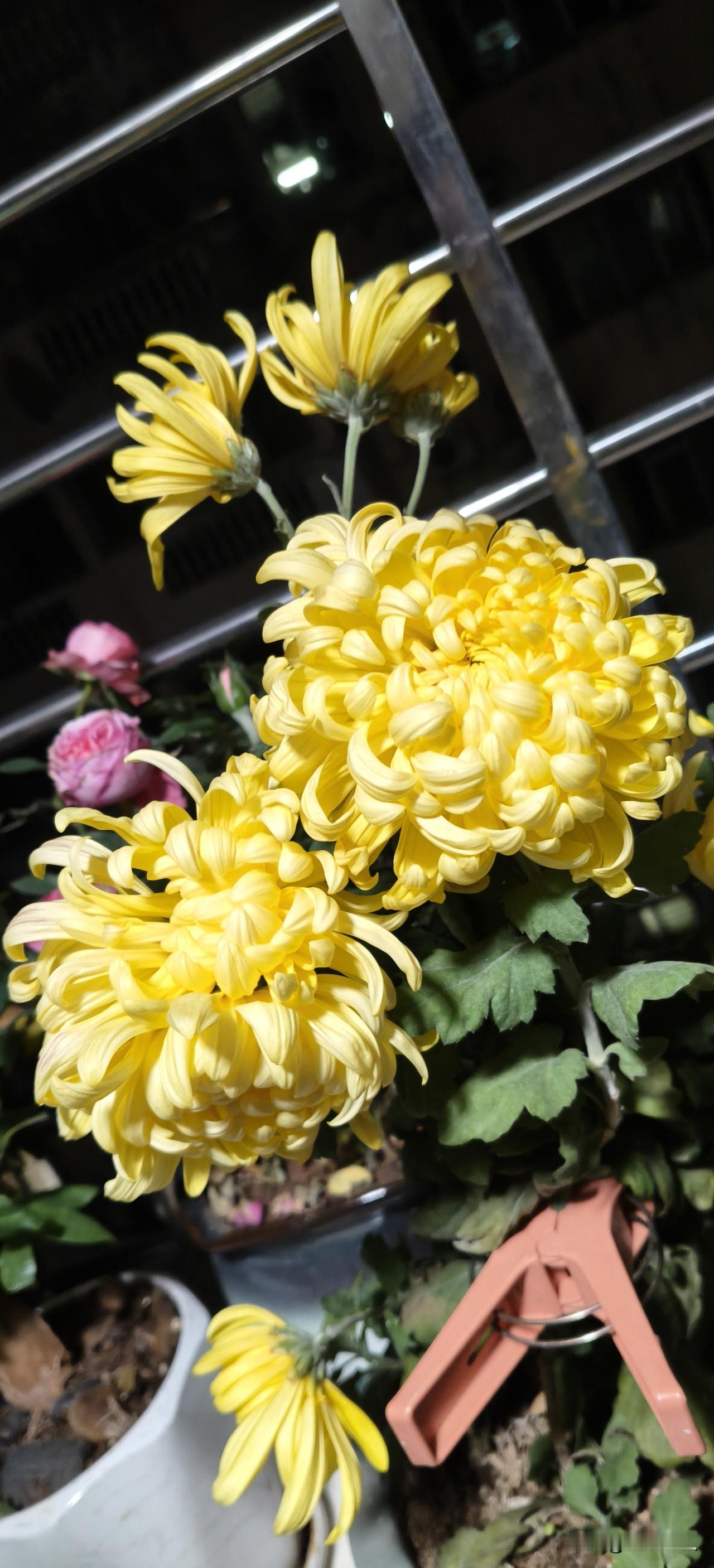 金英绽夜傲霜开，卷瓣堆云映月来。
不与春花争艳丽，独留清气绕阳台。