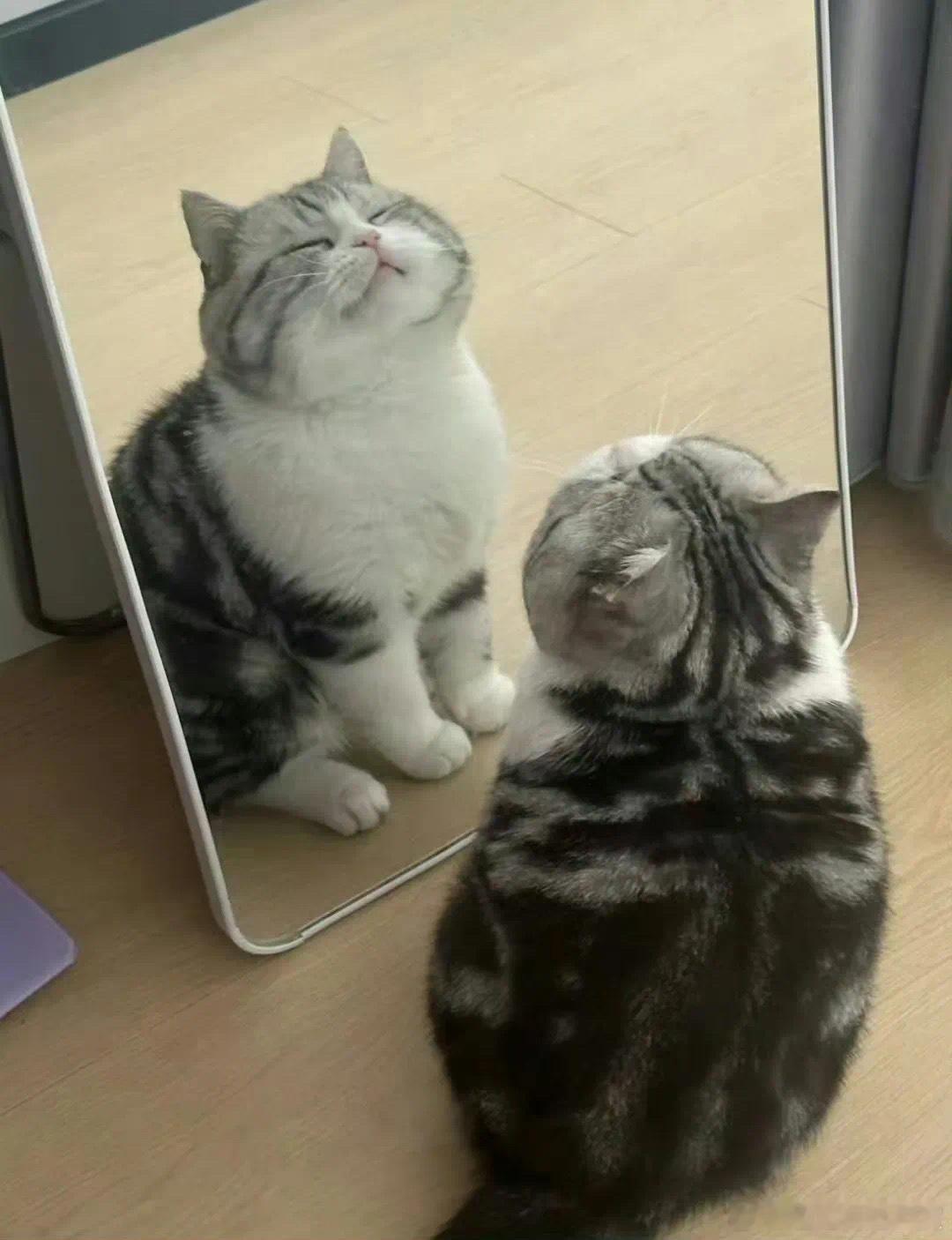 猫猫 ：又是早起打工的一天 宠物卖萌中心 ​​​
