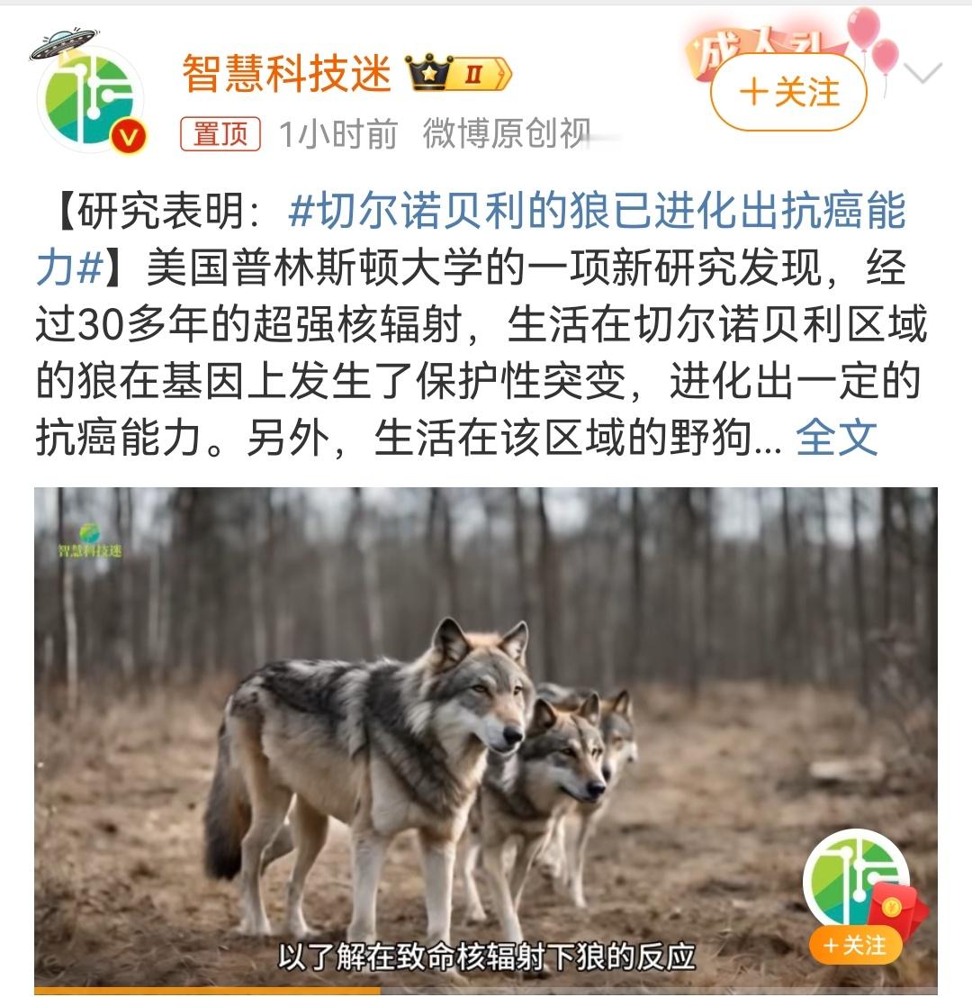 #切尔诺贝利的狼已进化出抗癌能力#狼群经过30多年的超强核辐射，基因上发生了保护