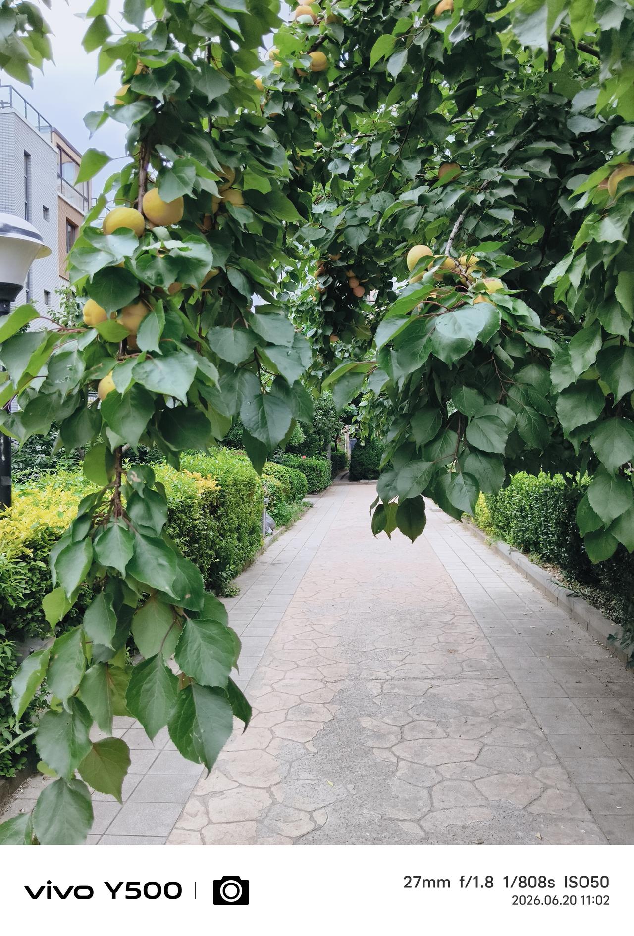 “杏”遇
——这已经不是红杏出墙了，小区的人行道被各种果树覆盖成林荫果香小路，走
