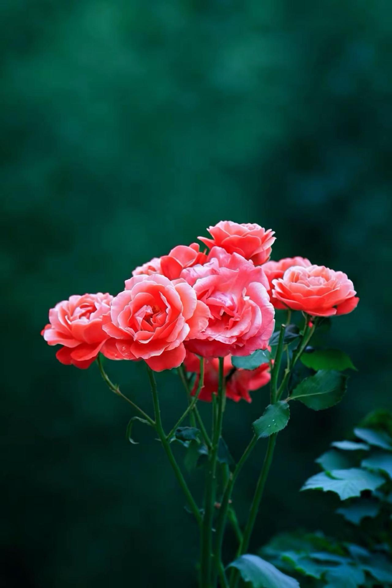 美了眼醉了心。月季的浪漫 初夏时节的月季花