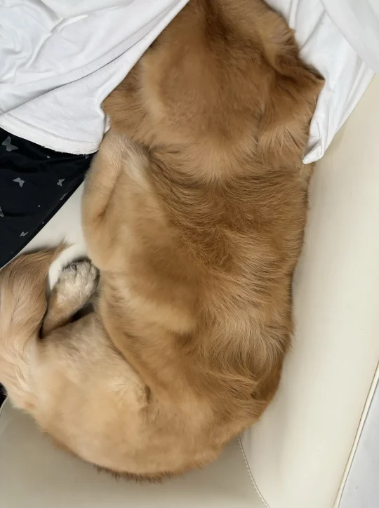 出门被说太胖 到家就躲我旁边生闷气！