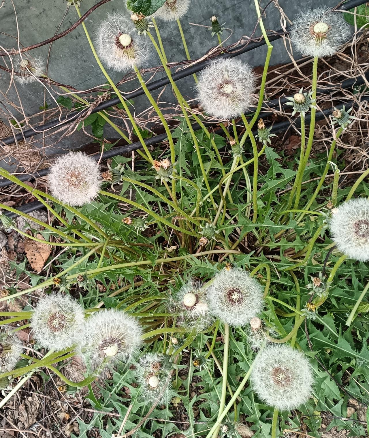 墙角下，几株蒲公英肆意舒展。锯齿状的绿叶托举着一柄柄蓬松的白绒球，风过时便成了待