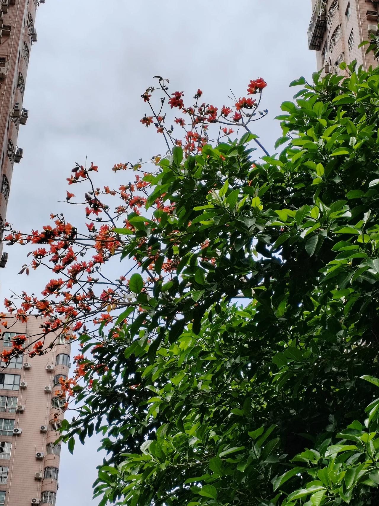 今日见闻分享一城繁花一城錦繡，這是深圳最美的季節嗎？