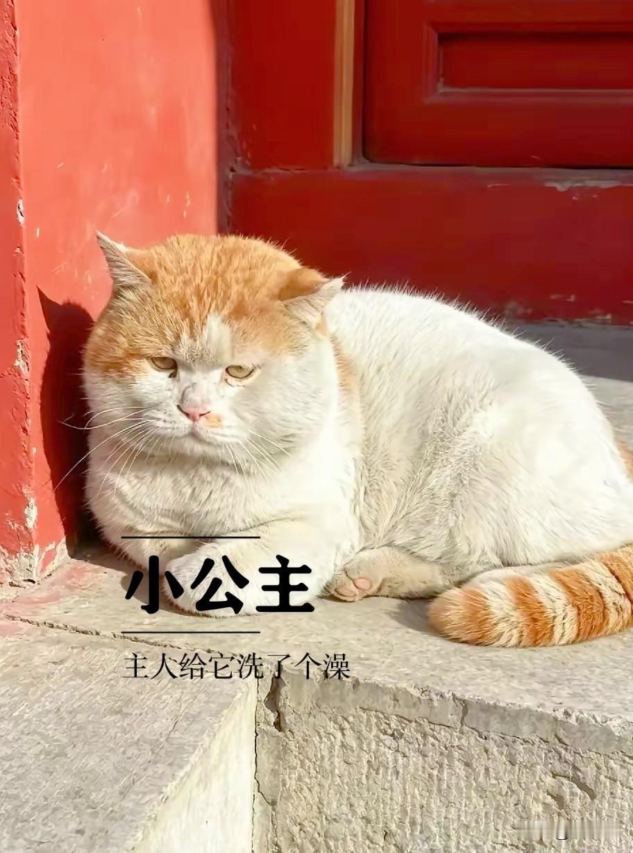 这只猫，火了！
不洗不知道，一洗吓一跳！
主人听网友的建议，给它洗了个澡，妈呀好