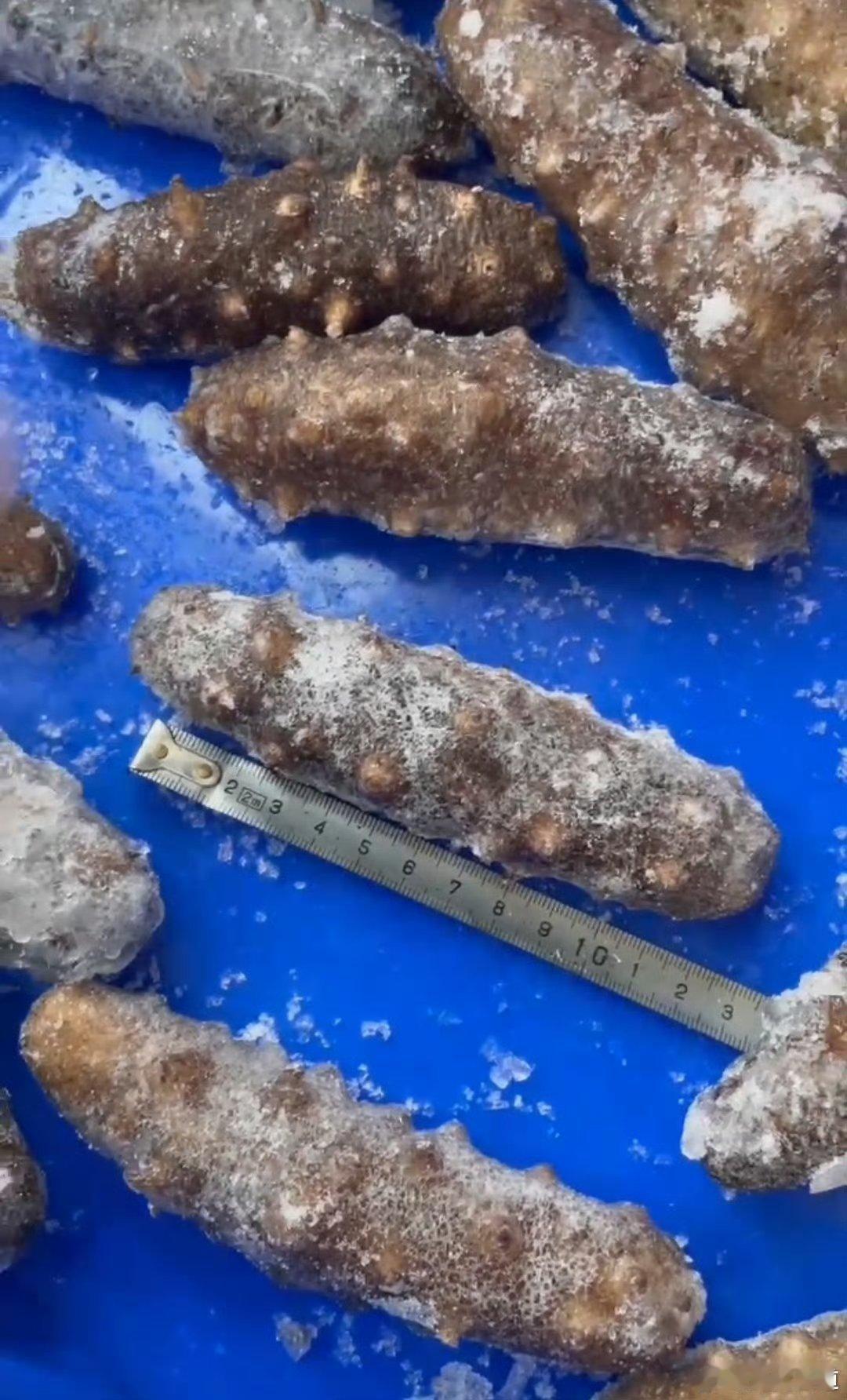 中秋送礼物有需要呼我哈 这批海参新发的 特新鲜 送礼物自己吃都特别好。下周发好冻