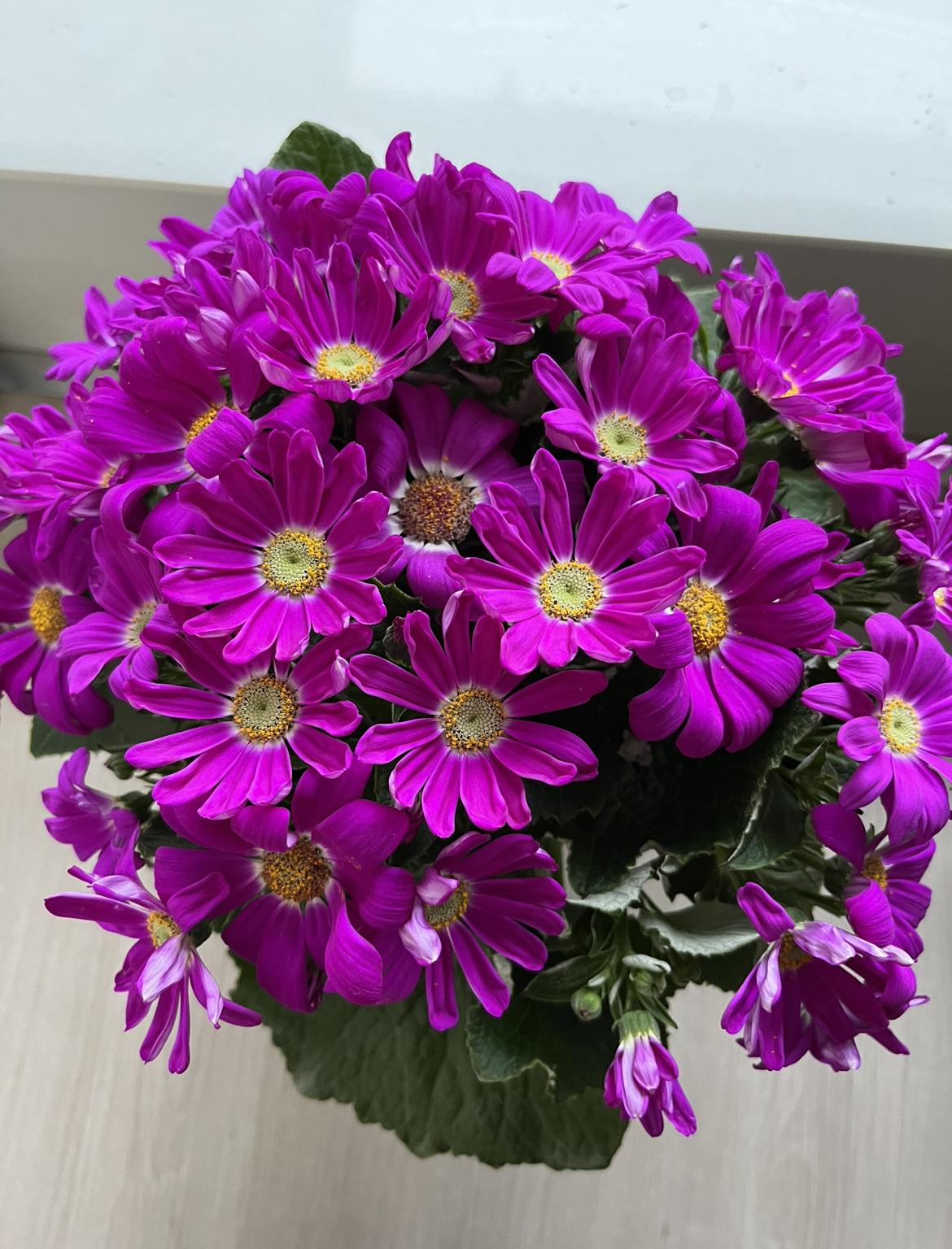 好消息，成都过年大礼包：明日起25天不限行，过节9天有序靠边停车不开罚单！

今