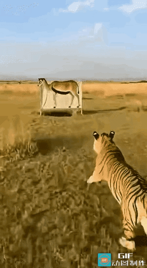 请用一个成语来形容这一动态图，我先来:引狼入室