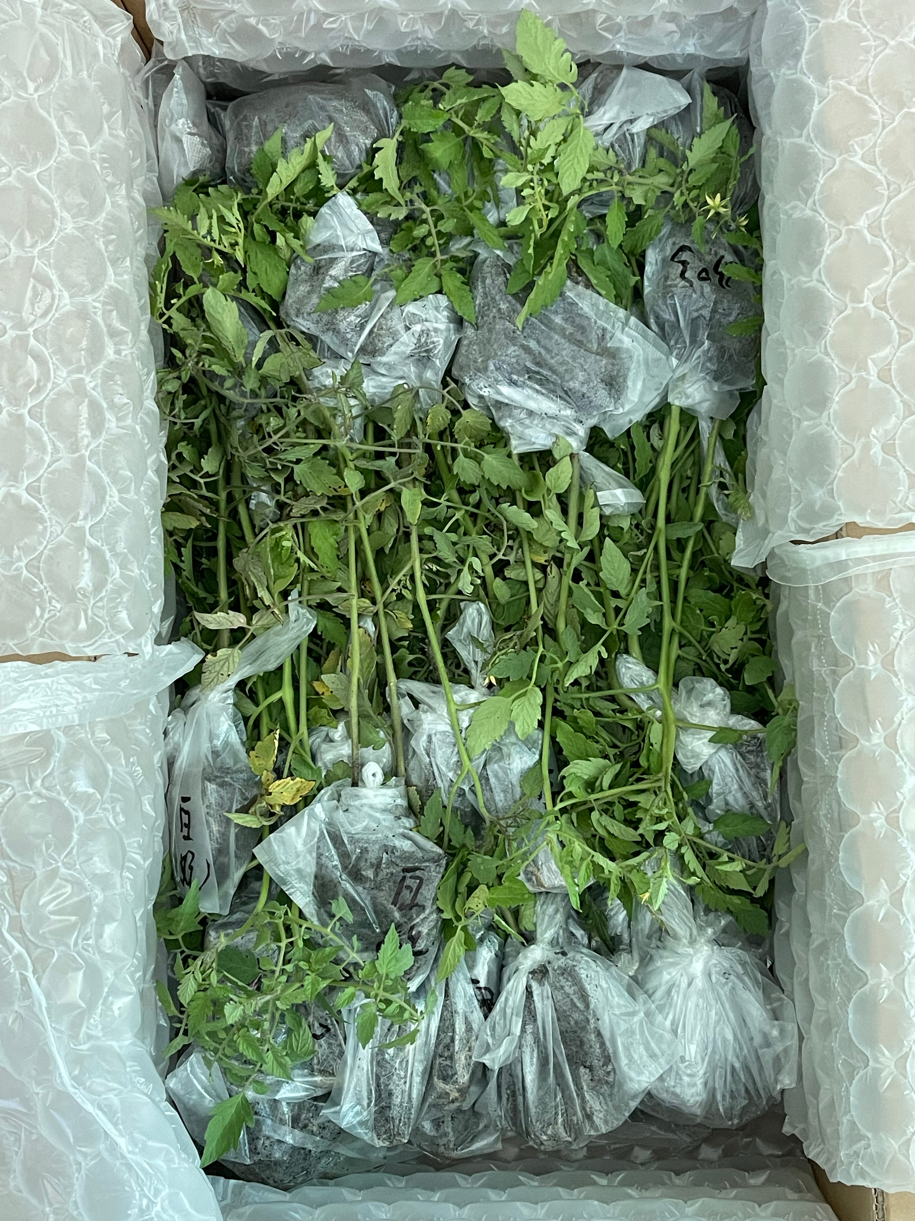 虾宝寄来的六十多棵番茄苗，干劲满满💪品种：白妃，蜜丽，黄芒果，香芒皇后，黄橙子
