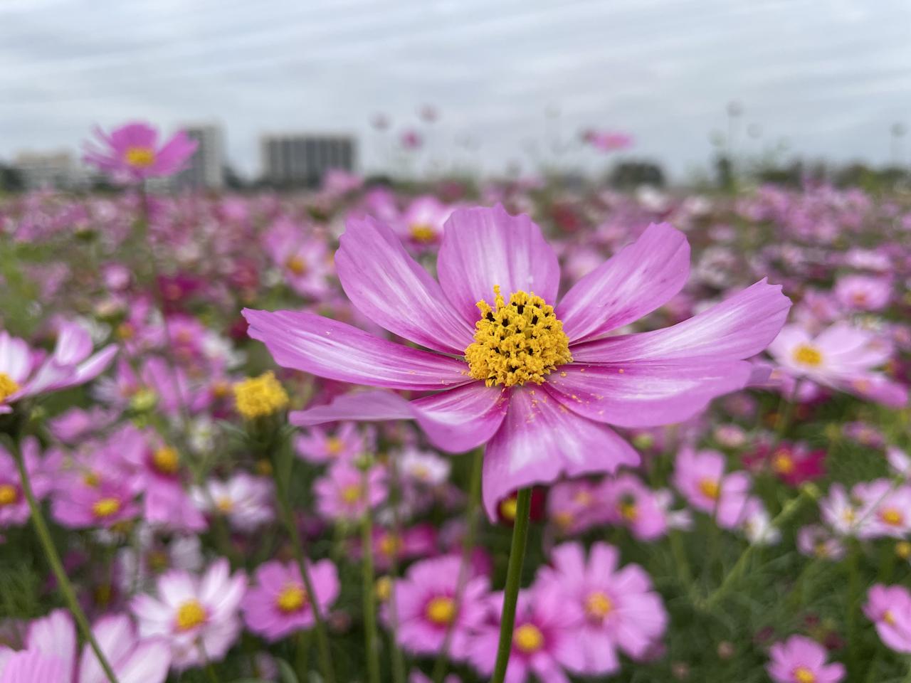 冬日生活打卡季这是什么花？一大片铺满了十几亩地。