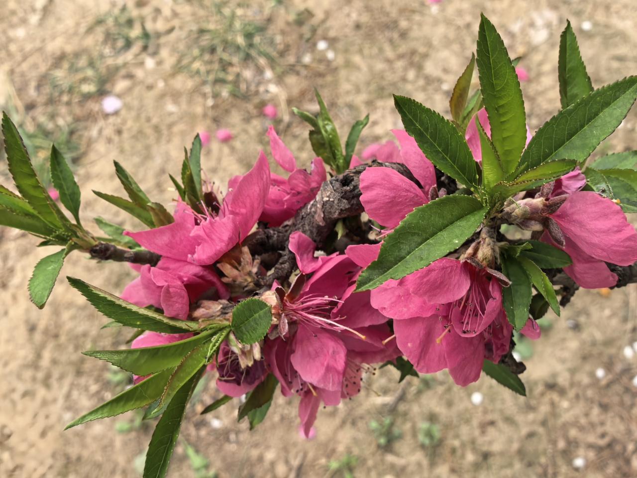 痔疮术后醒悟：如厕不看手机，早该这么做
 
做完痔疮手术才懂：以前觉得“如厕玩手