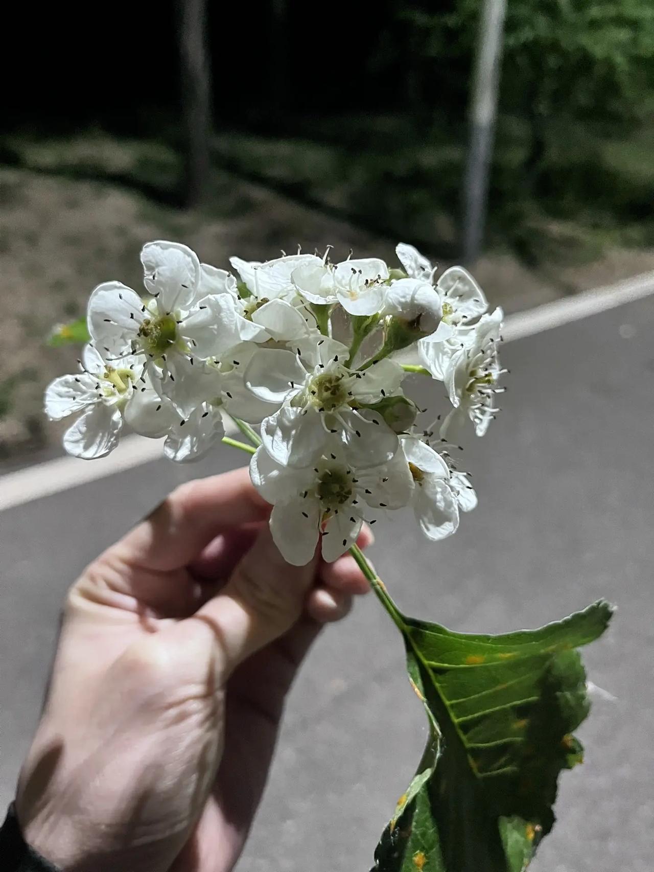 路边的小花也很香