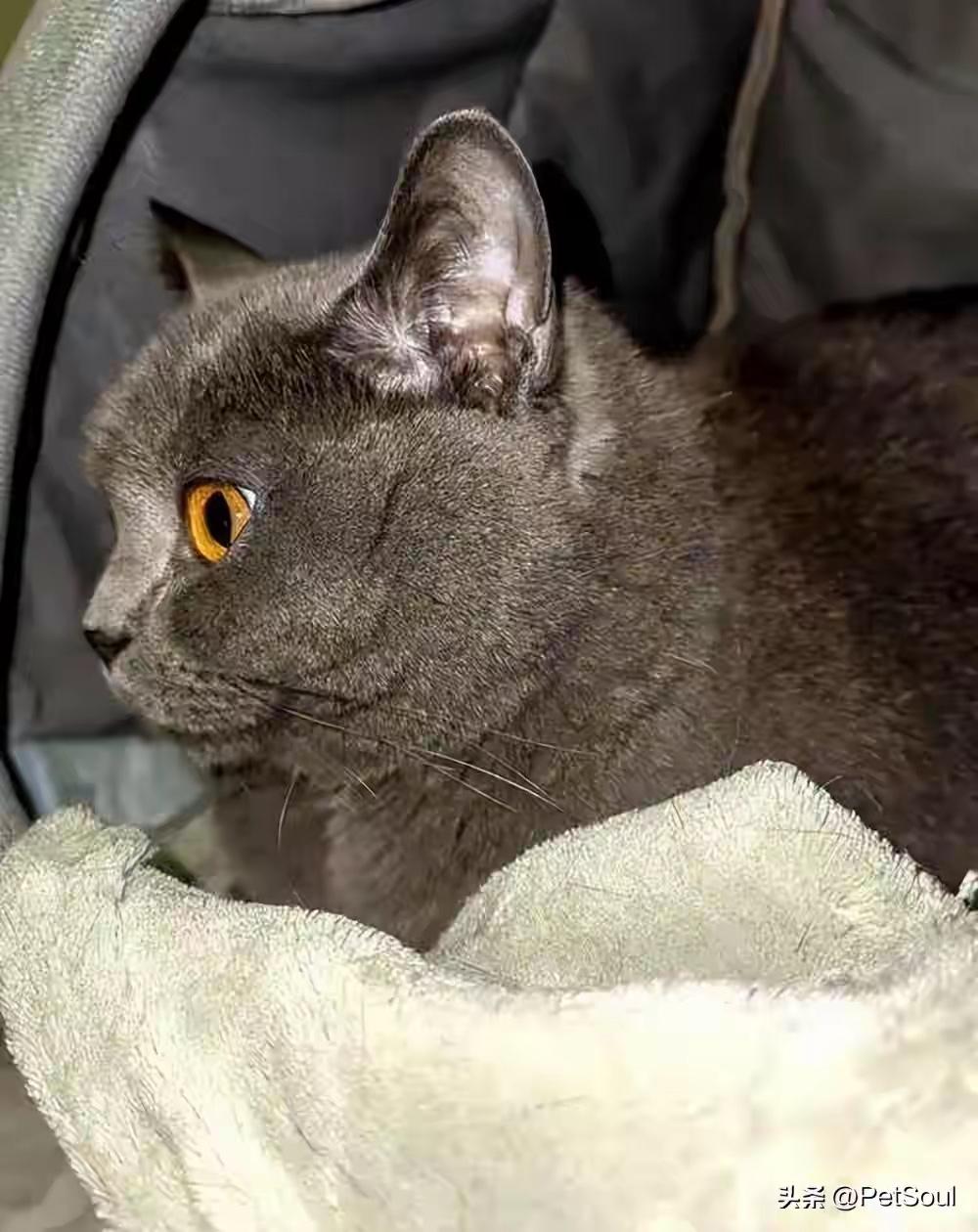 猫咪被拐千里外，闻声哽咽泪目，陌生人接力护送，这双向温暖太好哭

猫咪被拐至千里