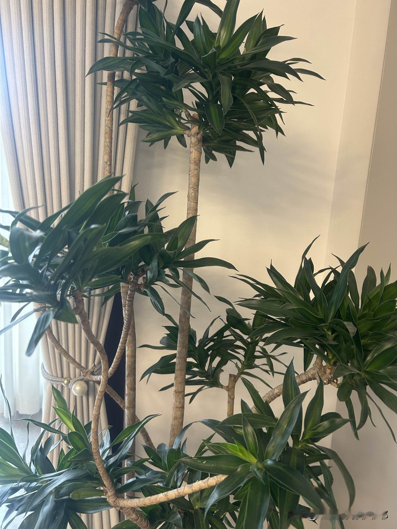 北方养这个百合竹真的不受欢迎吗，养着养着就掉叶子了，六百八十大洋、图一的就成这样