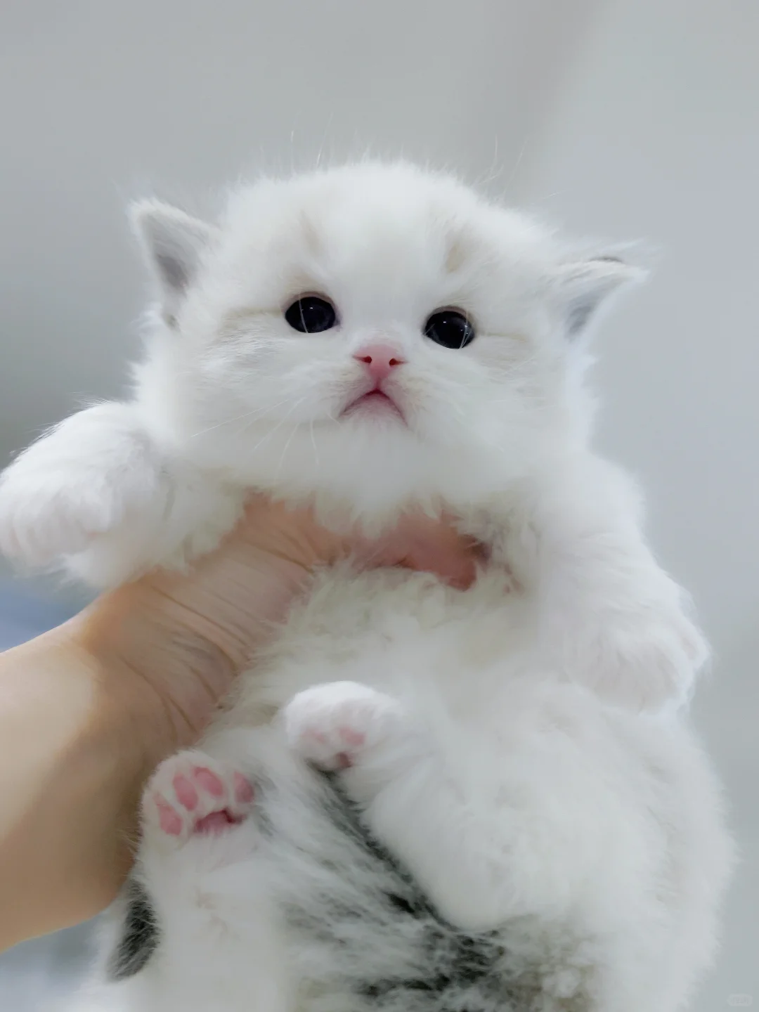 猪咪营业