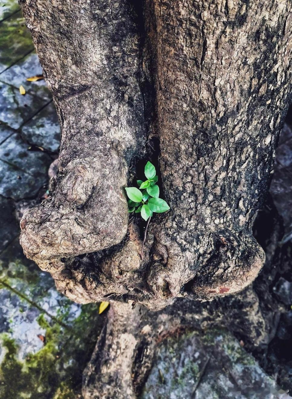 人生一场修行，渡人、渡心、渡自己 人这一生，最大的功课，从来不是追名逐利，不是争