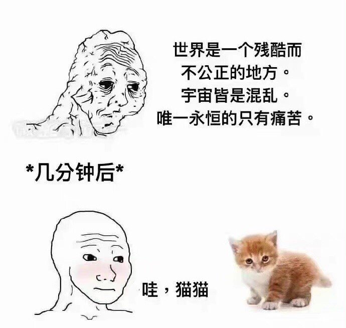 世界也许很冷，但小猫的肚子永远是温暖的 ​​​