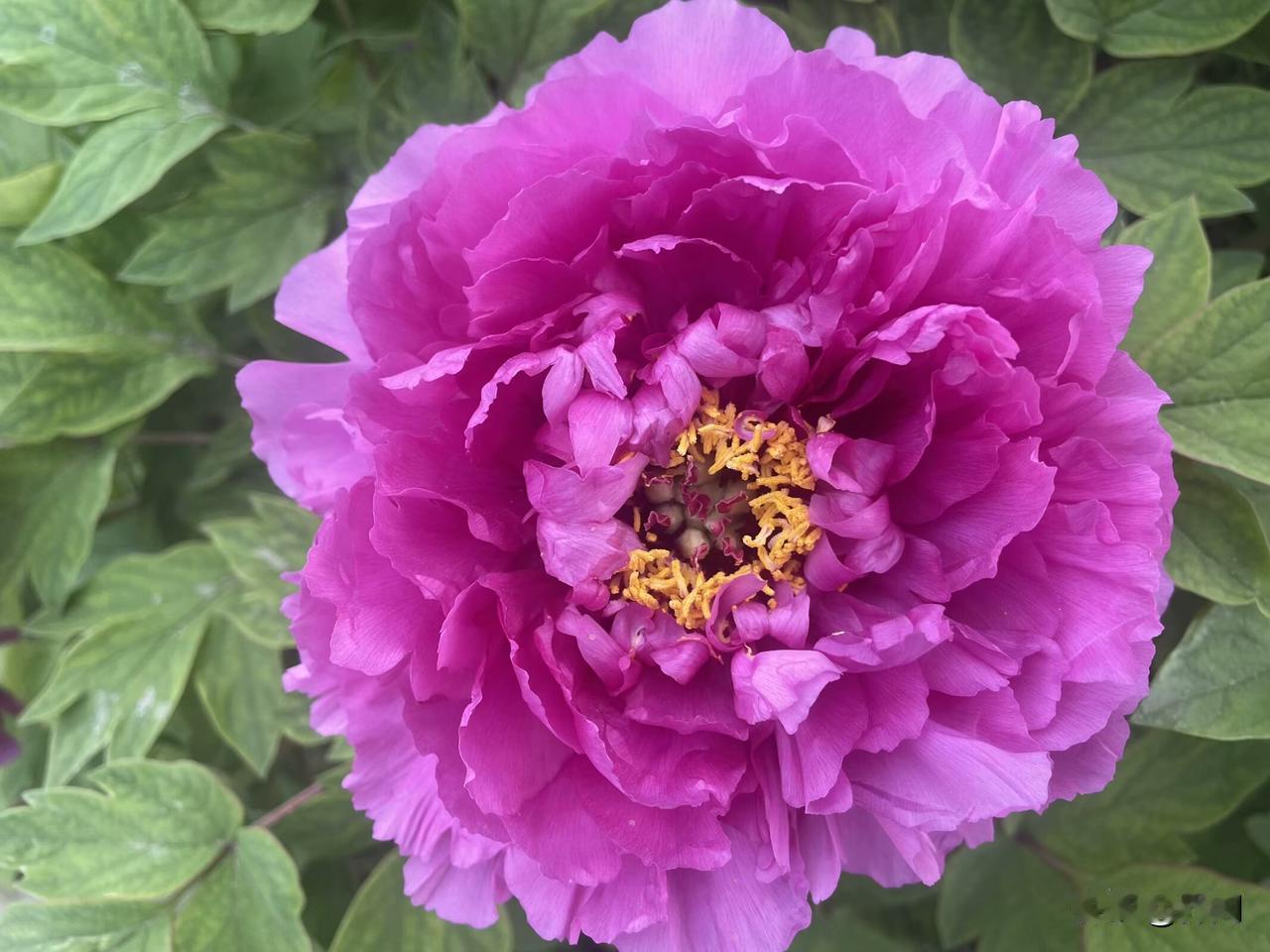 【七律•桃花谢后牡丹香】
桃花谢后牡丹香，欲借东风春色扬。
不与芙蕖争素净，独同