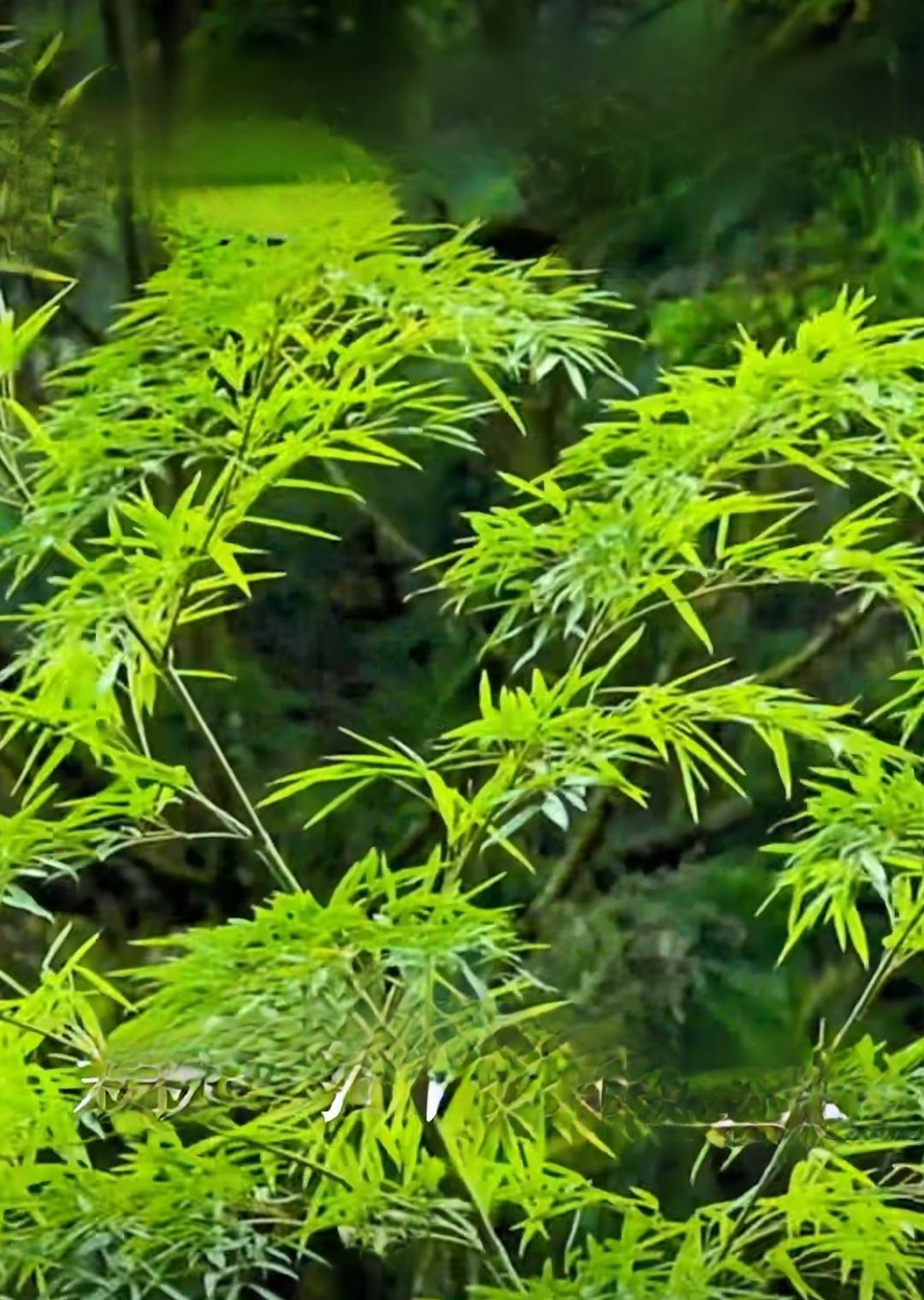 放下心头所爱，看似遗憾，实则是把家人放在了第一位。