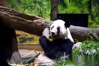 我问我妈：为啥日本饲养员非要跟着熊猫一起飞回来，不嫌麻烦吗？

我妈放下手里的活