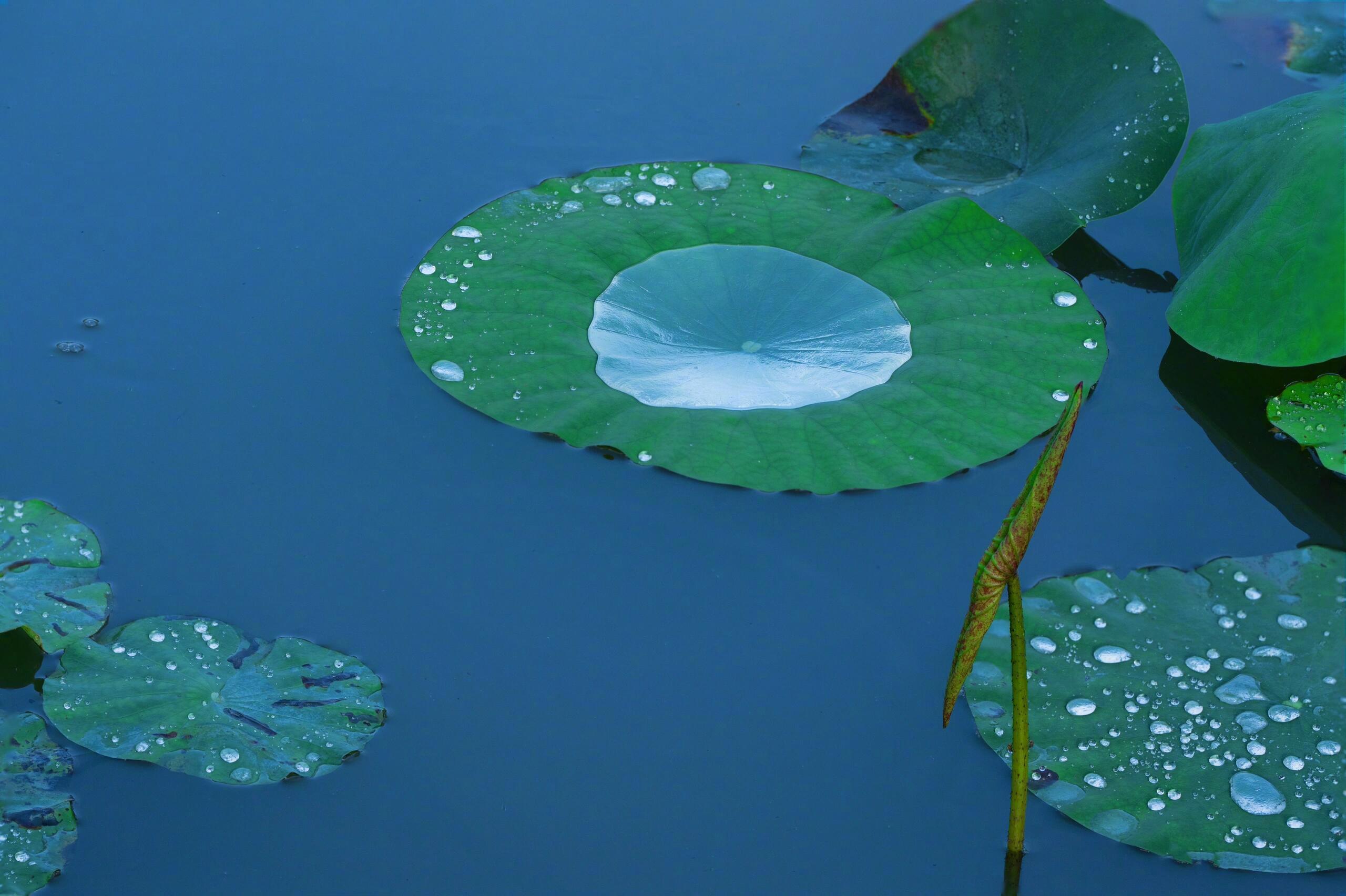 雨后荷池 ​​​