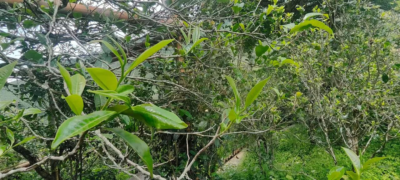 被全网嫌弃的夏茶，我喝了20年，为它说几句公道话

茶圈有句话：春茶是宝，秋茶是