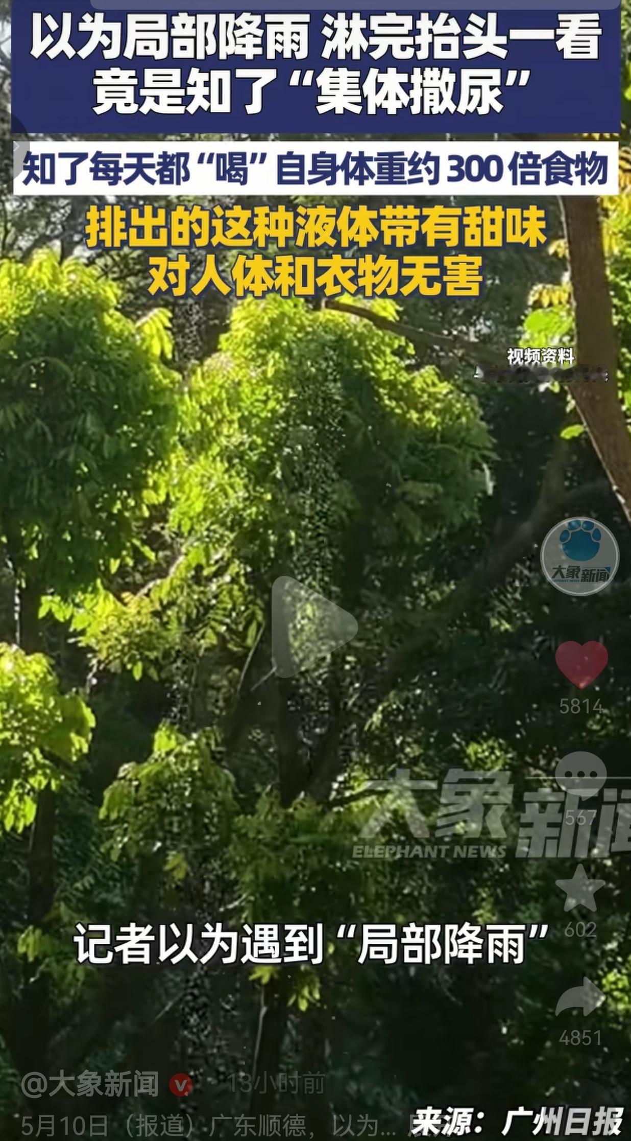 以为遇到局部降雨，淋完抬头一看，竟是知了集体“撒尿”！
 
谁能想到，大晴天走在