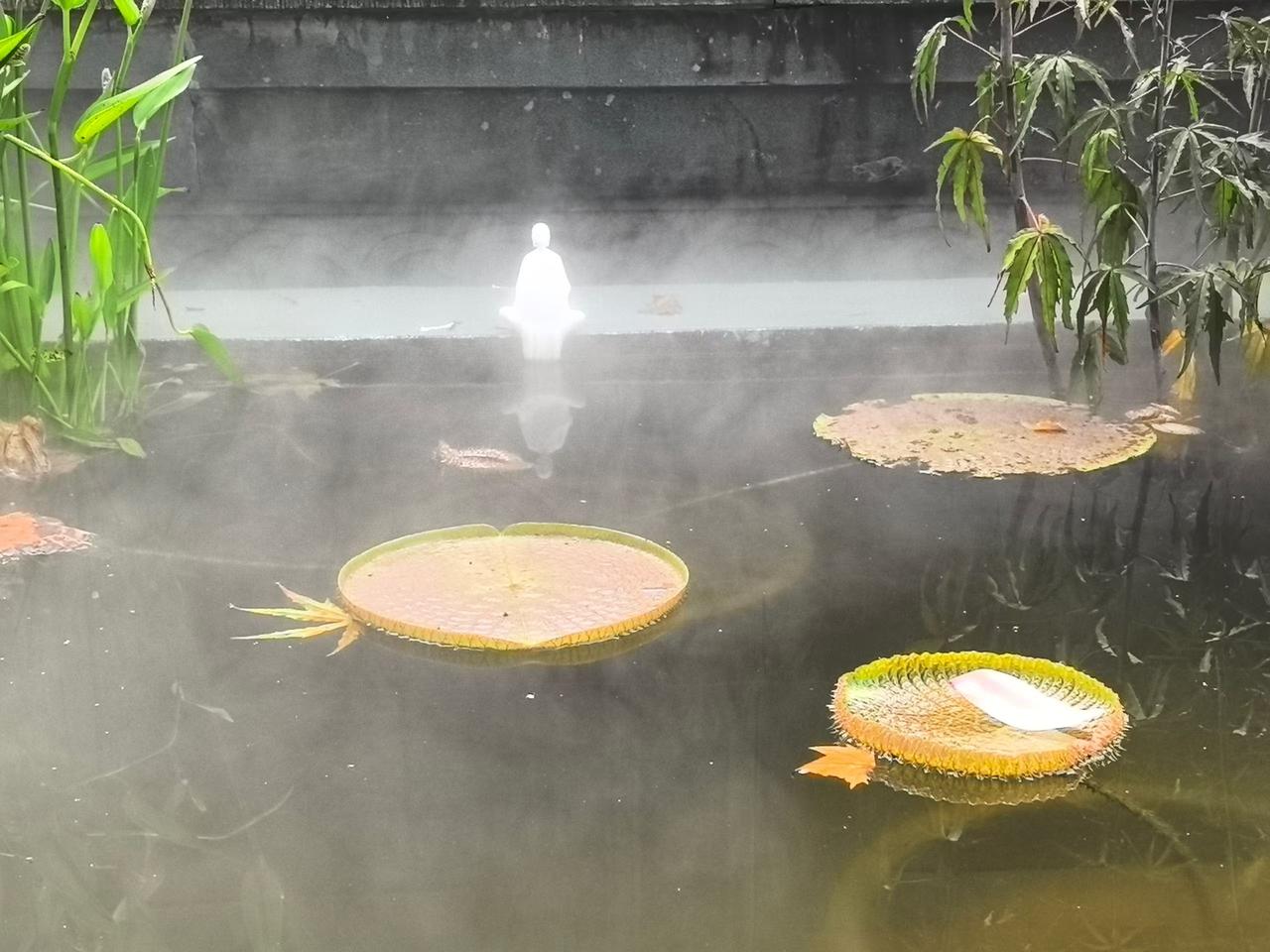 夏色池塘别样美……