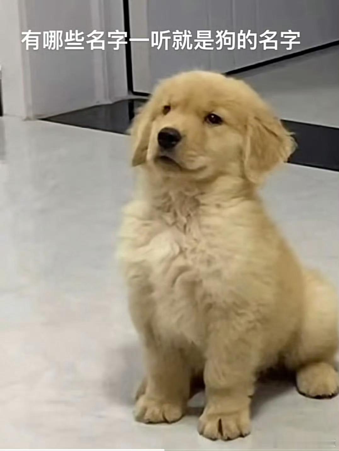 有哪些名字一听就是狗的名字？ [doge][思考] 