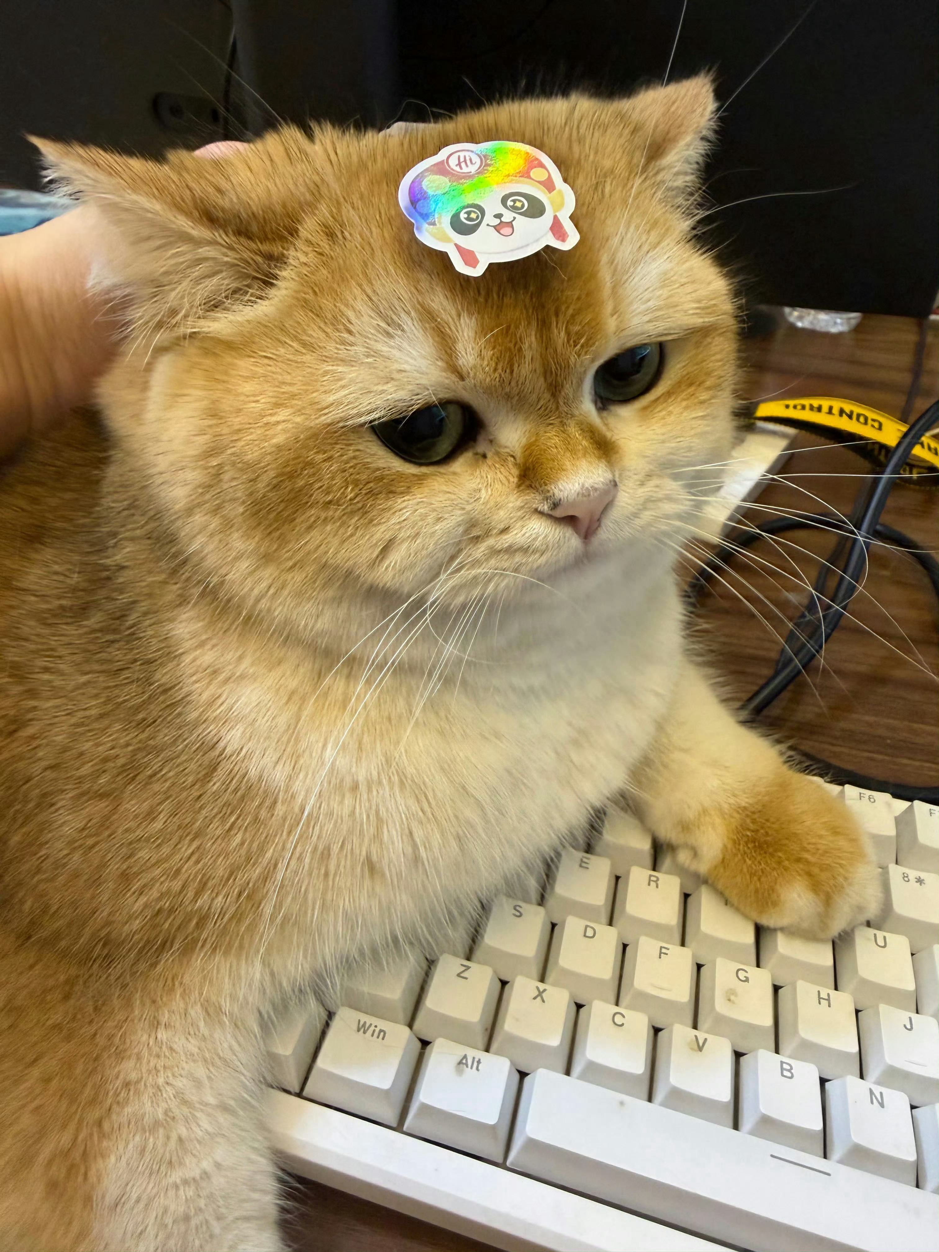 萌之萌之哪来的小猫咪这么可爱oo33的鸽 2026pel春季赛