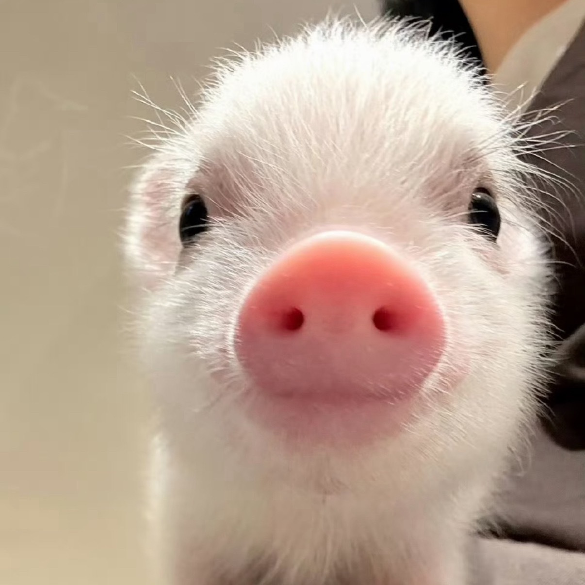 躺在床上居然开始哭啊原来是想我家小星猪了😭🐽 ​​​