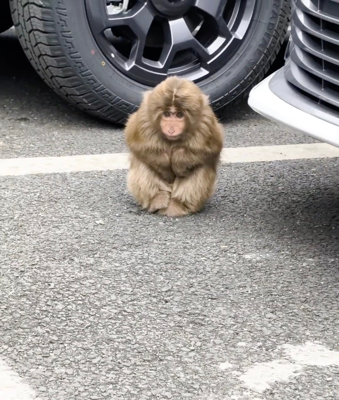 长得像动漫的小猴子…这是大师兄幼年版本吗搞笑幽默我的幽默灵感片场
