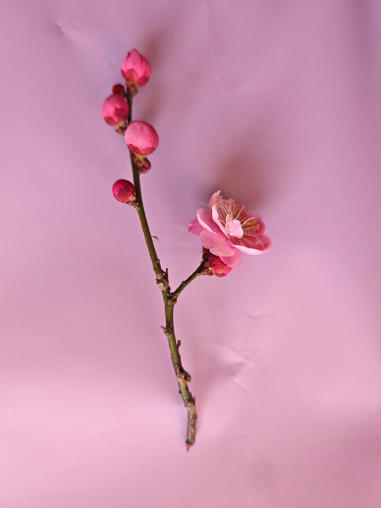 诸事大吉 繁花似锦