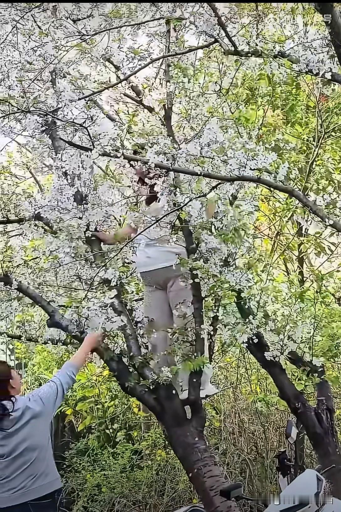 春日生活打卡季 春日里，樱花树本是浪漫的象征，可总有一些让人哭笑不得的事儿发生。
