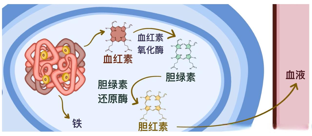 能不能长寿，先查胆红素！医生：65岁后，胆红素尽量别超这个值

很多人每年体检，