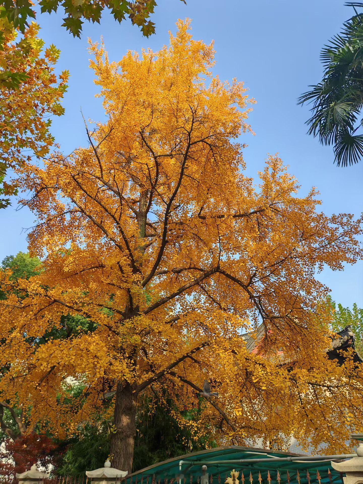 人生就像种花，种下希望，需要用耐心、信心、恒心去浇灌。愿你每天都有一个坚定的信念