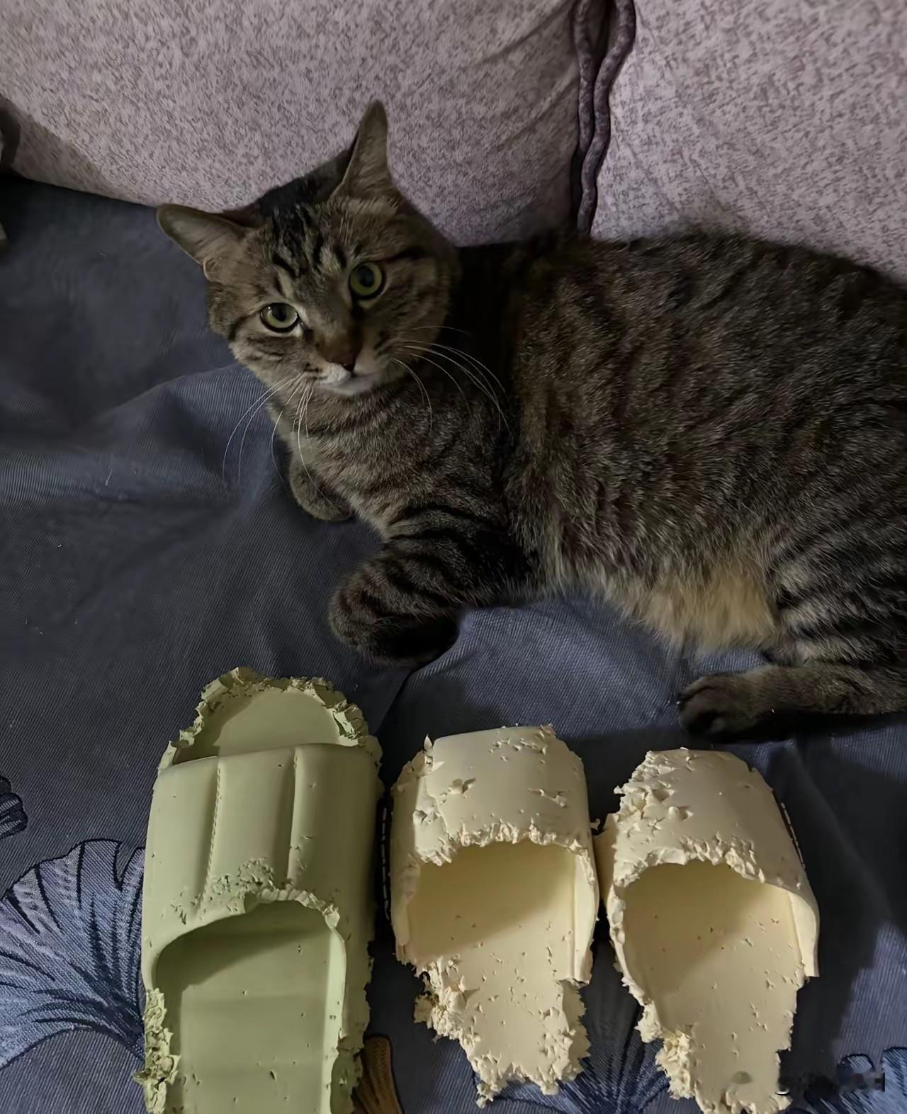 住楼房养猫的好处：

一、只要猫能到的地方，东西都得放好，放不好就会给你抓倒，甚