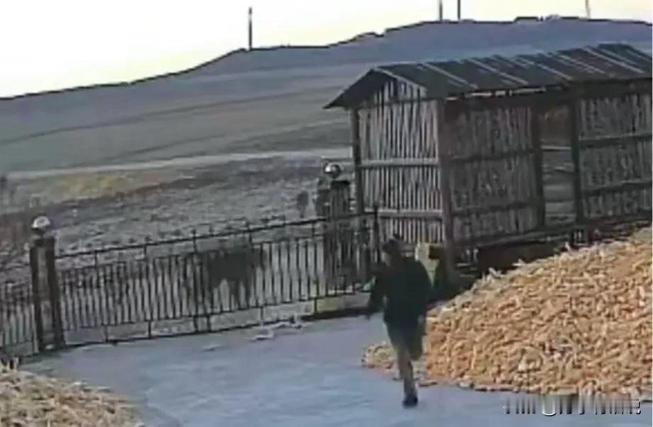 晨光中的猛兽：长太村的惊魂


在拂晓的宁静被一声震天的咆哮撕裂，长太村的黎明不