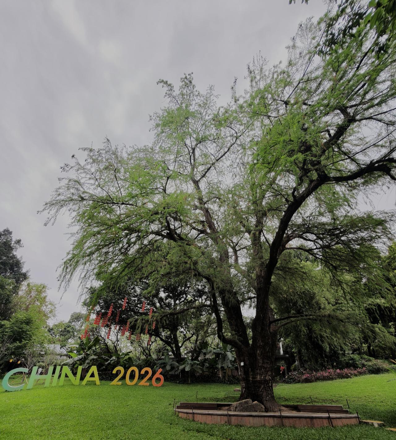 晒图笔记大赛广州兰甫的墨西哥落羽杉'又称草坪上的“绿巨人”常年清翠，冠形雄伟秀丽