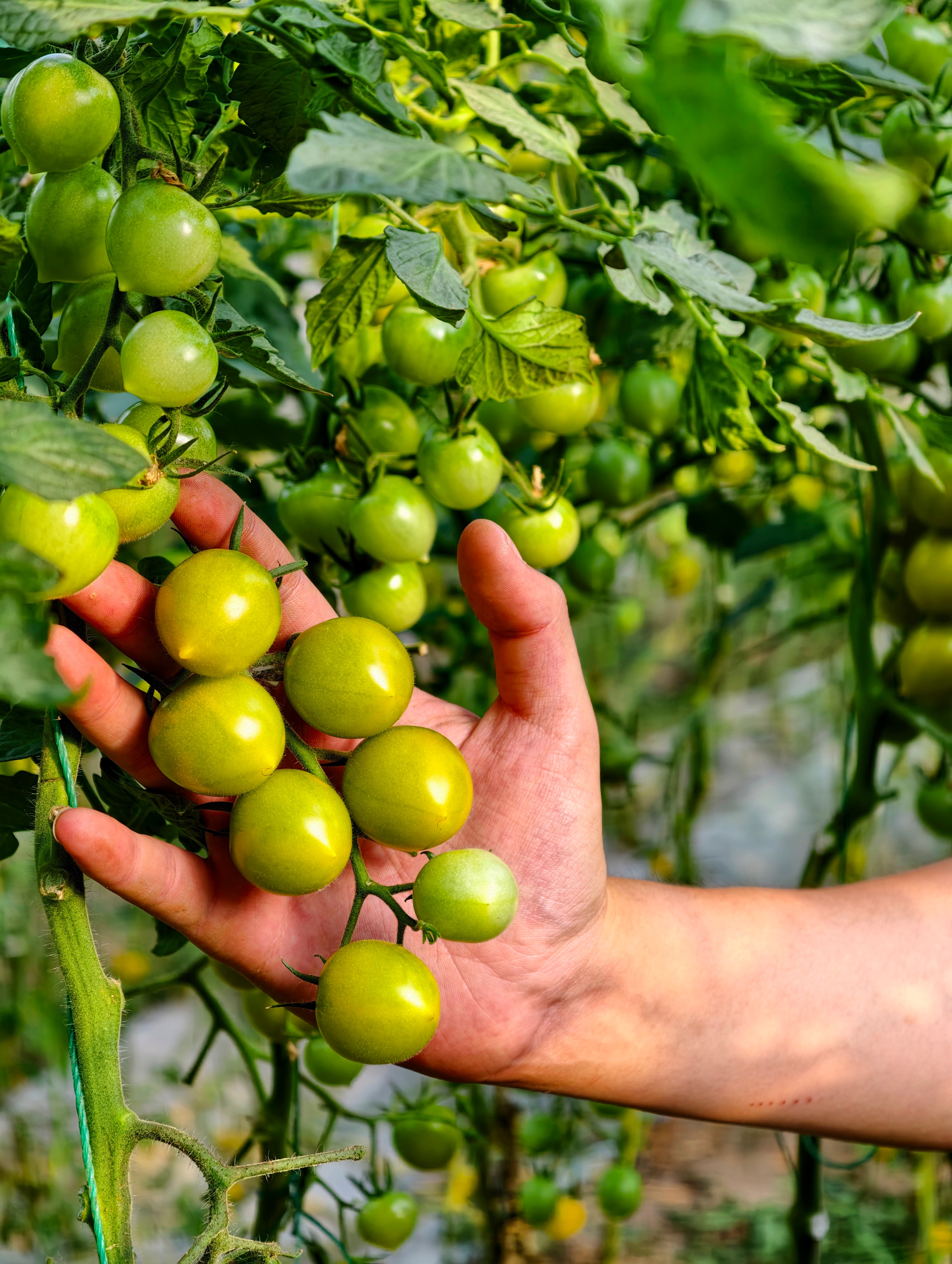 👉「青甜2号绿皮小番茄」 上架啦！这个绿皮小西红柿很多人不认识，没吃过的以为是