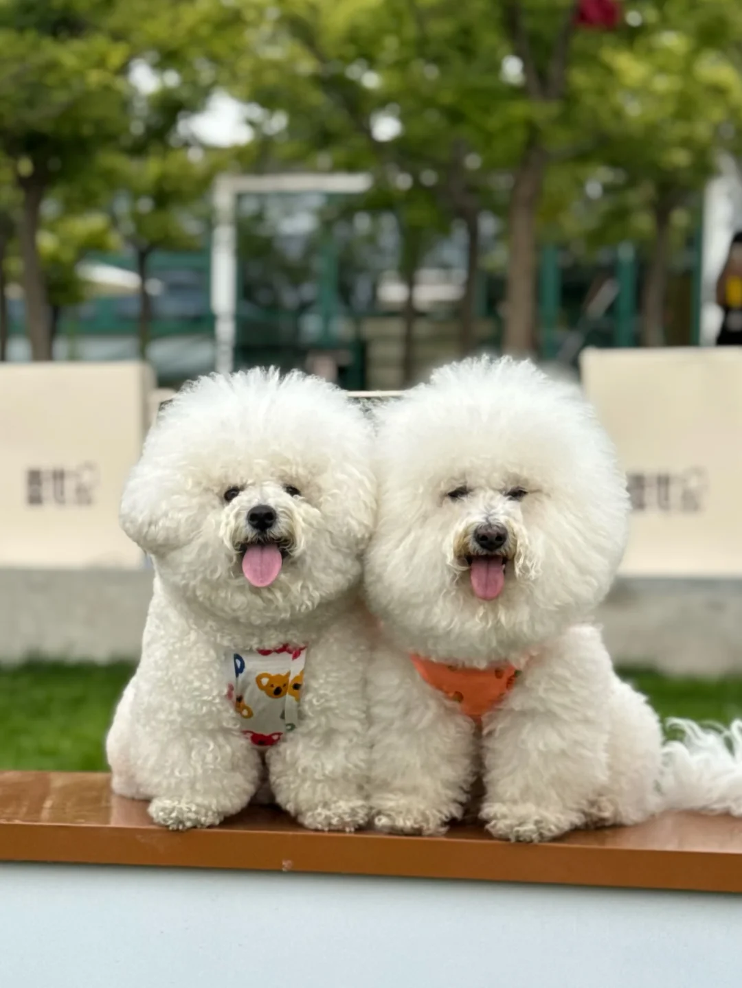 duang大两只棉花糖😳