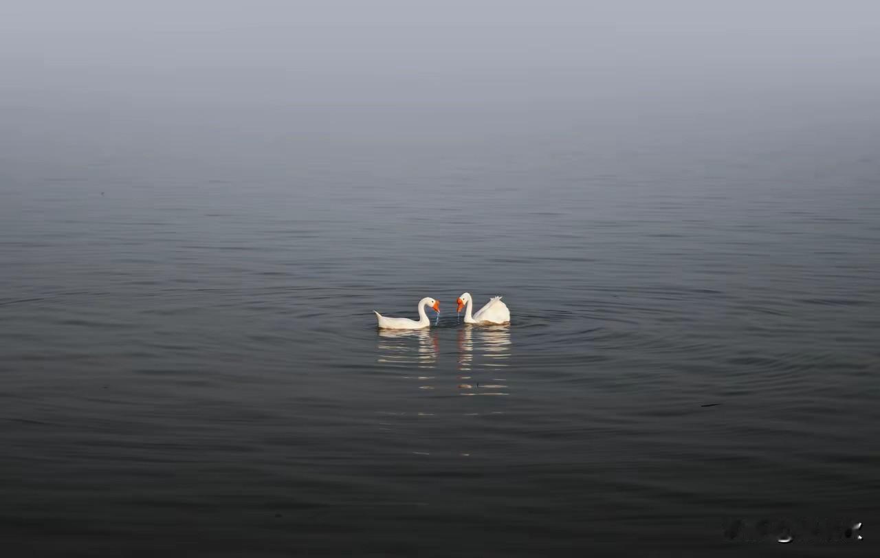 一池碧水，两只天鹅。
鸳鸯戏水，乐在其中。