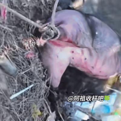 🌙“万万没想到！”山东烟台，一男子家杀年猪，不料，因猪太重，4个人按不住，男子