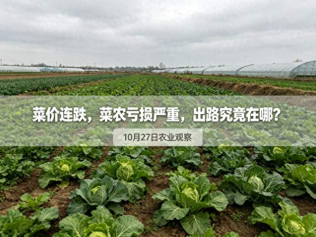 菜价连跌，收购商劳斯莱斯换五菱，菜农出路藏在两个反常识细节里